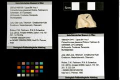 Foto (Objekt + Etiketten) von Culmenformosa glaessneri (Robins, Feldmann & Schweitzer, 2013) 